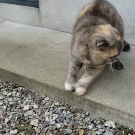 わんちゃん飼いたいな。の画像