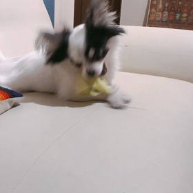 私のブラパッドの画像