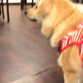 カーロの初旅行おまけの画像