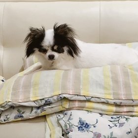 騙されたの画像