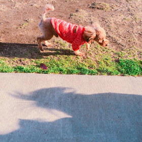 湯河原ドッグラン　その2の画像