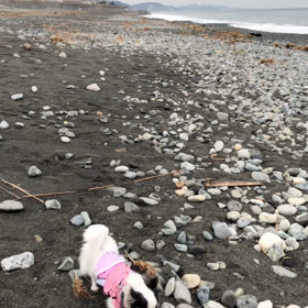 酒匂海岸の画像