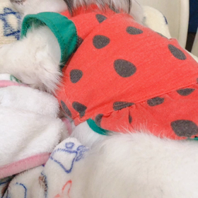 寝息がかわゆすぎるンですがの画像