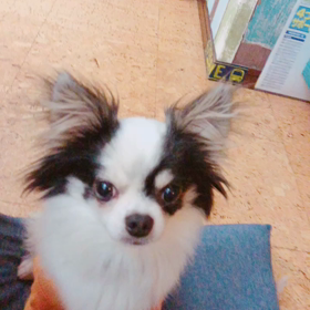 おかわりもできまふの画像