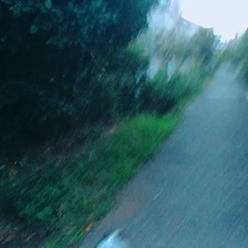 番犬カーロたんの画像