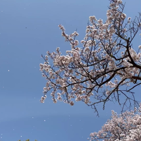 春の日の画像
