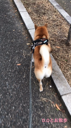 久々のお散歩。の記事動画
