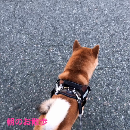 久々の散歩。の記事動画