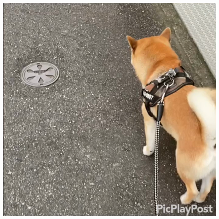 お散歩。の記事動画