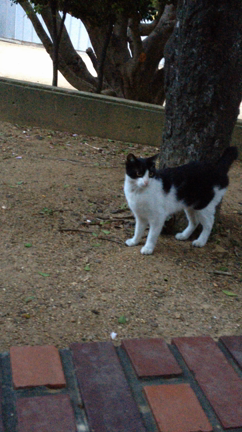 猫ちゃんの記事動画