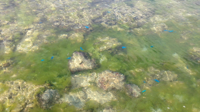 宜野湾トロピカルビーチとブルーのお魚の記事動画