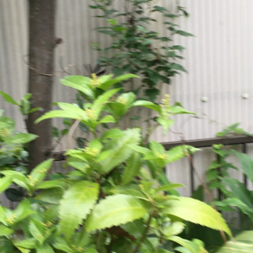 庭のお客さまの画像