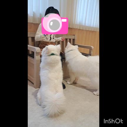 東京・横浜旅行♡サモエドカフェを貸し切り！♡の記事動画