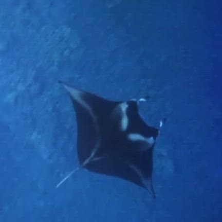 【ラジオトーク】ハワイに行ってきましたぁ～ハワイ島編の記事動画
