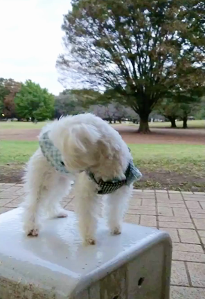 親友と愛犬とお出かけなんて最高ですの記事動画