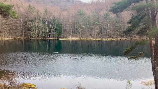 第50回 サマーコンサートのお知らせの記事動画