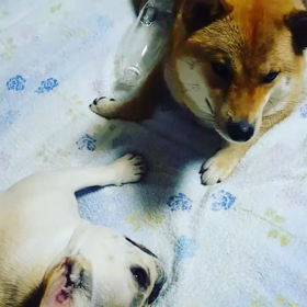 「最近のようす」と「過去のようす」の画像