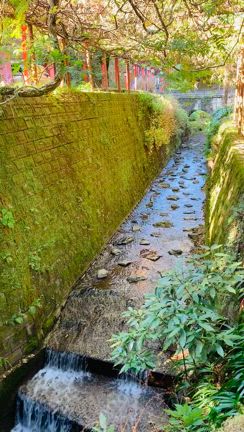 黄金色から赤色への変化の記事動画