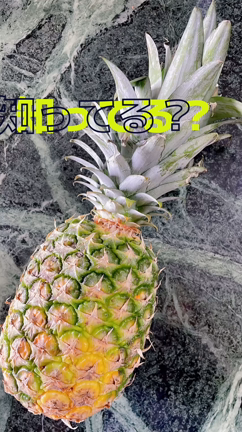 パイナップルの葉の取り方知ってる？　茨木市パン教室の記事動画