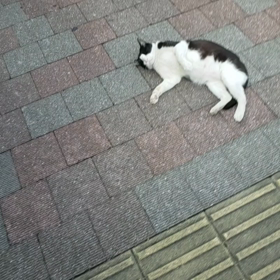 今日は、デレモードの画像