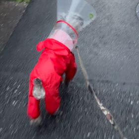 朝から雨ですの画像
