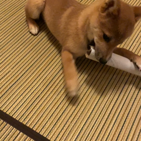 今日のはるの画像