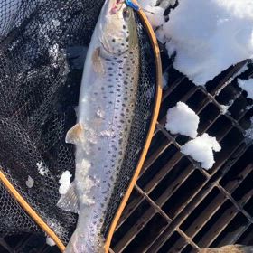 今日もボウズか？それともまた釣れてもウグイか？の画像