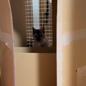 ハイジャンプする高齢猫の団ちゃんの画像