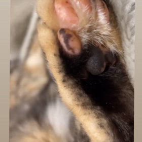 愛猫ぷりんちゃんの肉球ピクピクの画像