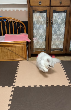 はるちゃん日記の記事動画