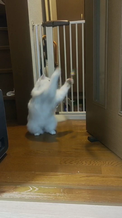はるちゃん日記の記事動画