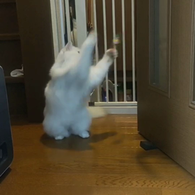 はるちゃん日記の画像