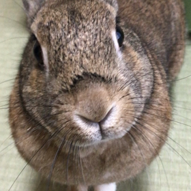 盛ちゃんの両手パンチの画像