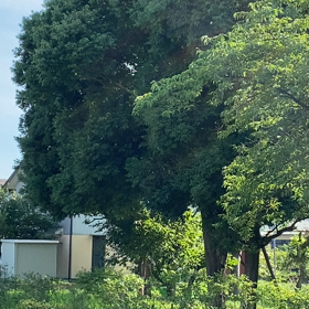 木立と蝉の画像