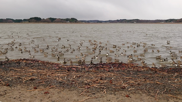 水鳥の記事動画