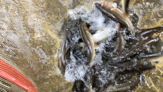平水の四万十川の記事動画