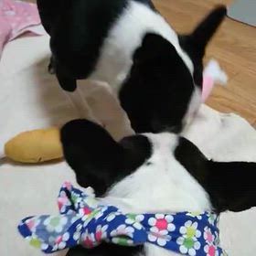 今日の懐かし動画。の画像