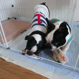 今日の懐かし動画♪の画像