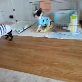 今日の懐かし動画　♪の画像