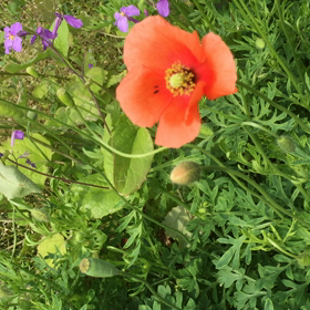 熊蜂は飛ぶの画像
