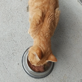迷い猫を捕獲即入院の画像