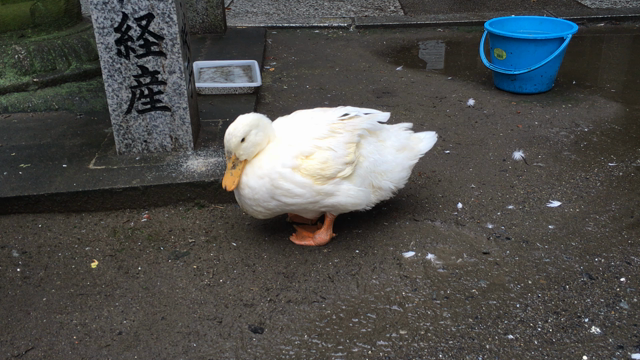 食べた素材が身体を作るの記事動画