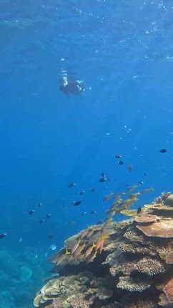 11月那覇&阿嘉島〜ラグーン315ボートツアーの記事動画