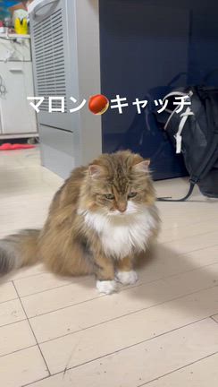 昨日は仕事、、、からのリゼロ鑑賞でしたの記事動画