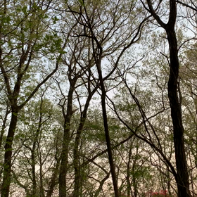 ただカラスが大群で鳴く動画の画像