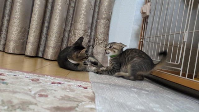ヤンチャな子猫の紹介‼️の記事動画
