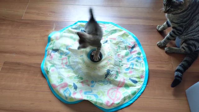 可愛いめるる"(∩>ω<∩)"の記事動画