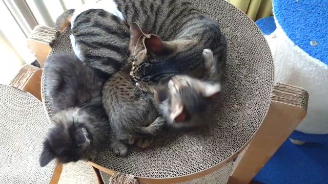 可愛いめるる"(∩>ω<∩)"の記事動画