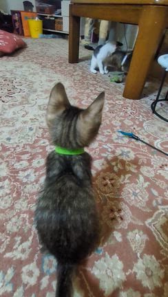 ヤンチャな子猫の紹介‼️の記事動画