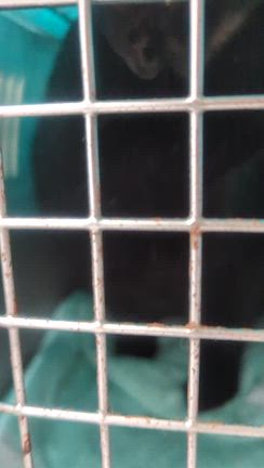 ロロちゃんの手術の記事動画